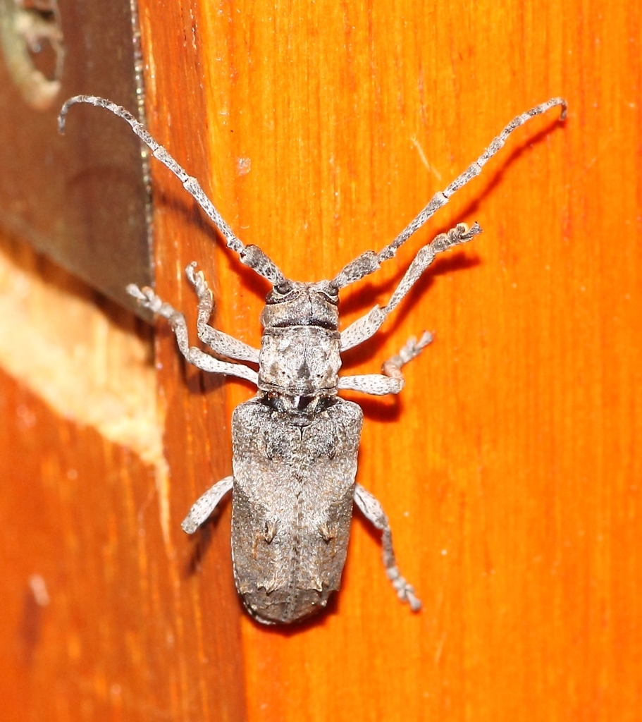 Biobessoides
