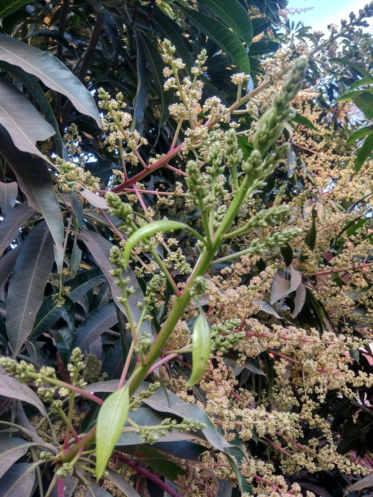 Mangifera indica, Devyani Mangal Kayalayasamor, Satara-Medha-Mahabaleshwar Rd, Satara, Maharashtra 415001, India