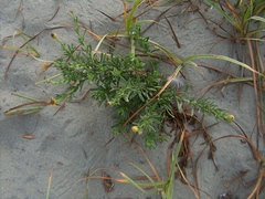 Limbarda crithmoides longifolia