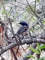 Batis capensis capensis