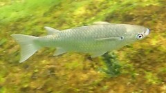 Hornlip Mullet photo 4