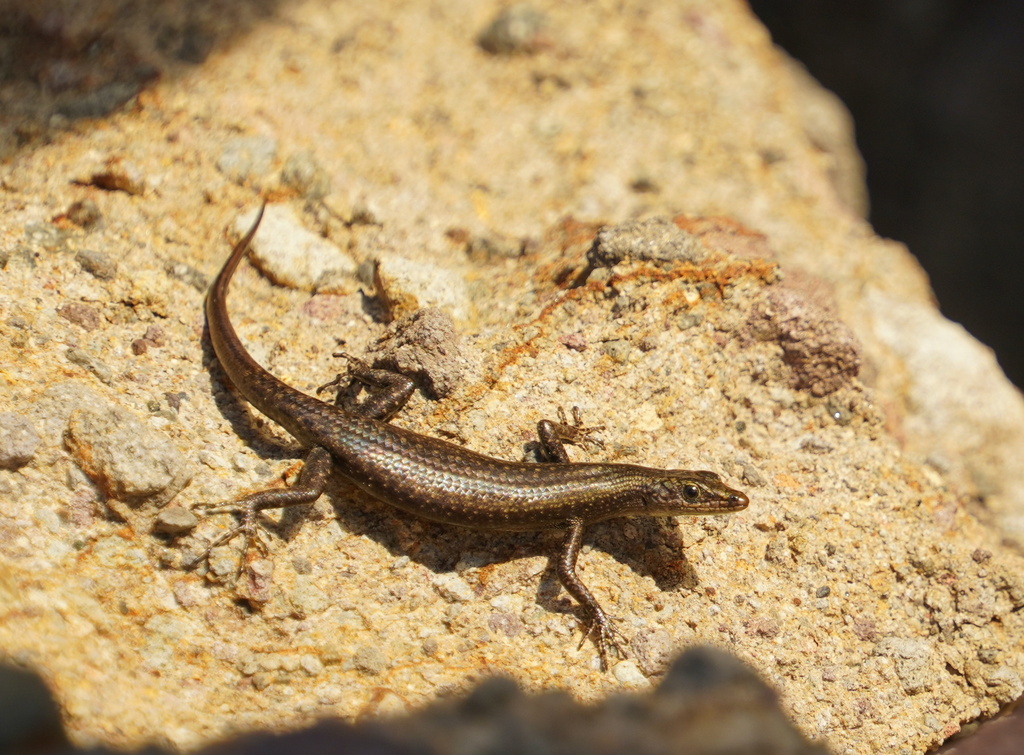 Flores Snake-Eyed Skink