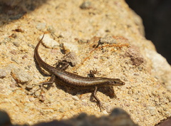 Flores Snake-Eyed Skink photo 1