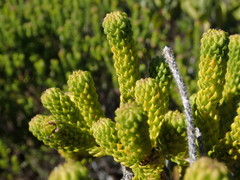 Agathosma geniculata