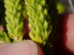 Agathosma geniculata