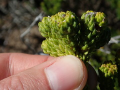 Agathosma geniculata