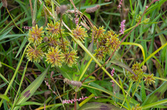 Persicaria decipiens