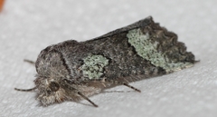 Drepanogynis interscripta