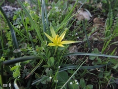 Gagea commutata