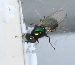 Microchrysa polita