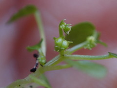 Adenocline violifolia