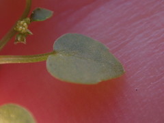 Adenocline violifolia