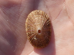 Diodora lineata