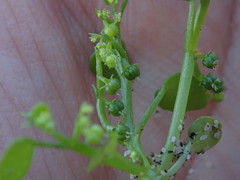 Adenocline violifolia