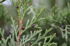 Microbiota decussata