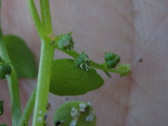 Adenocline violifolia