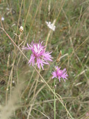 Centaurea tommasinii
