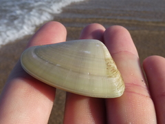 Latona deltoides