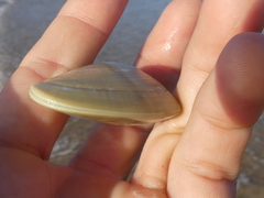 Latona deltoides