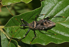 Pantoleistes princeps