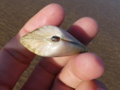 Latona deltoides