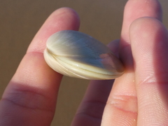 Latona deltoides