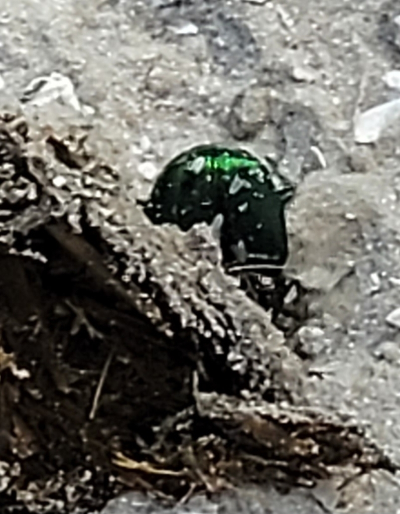 Burrowing Dung Beetles from Orlando Wetlands, Christmas, FL 32709, USA ...