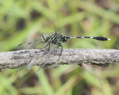 Orthetrum sabina