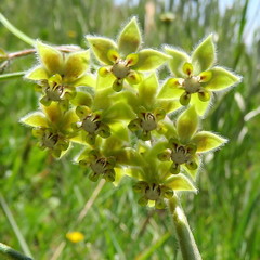 Asclepias concinna