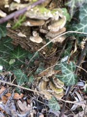 Trametes versicolor