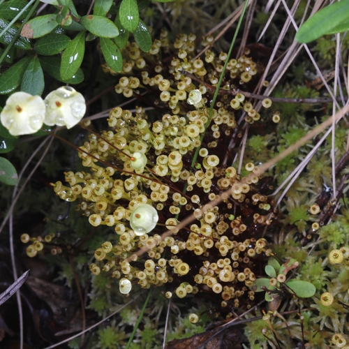 Image of Splachnum luteum by (c) Ilkka Tuunainen, some rights reserved (CC BY-SA)