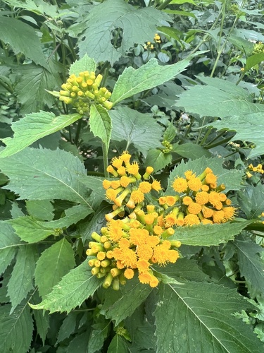 Crassocephalum montuosum