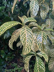 Sanchezia tigrina image
