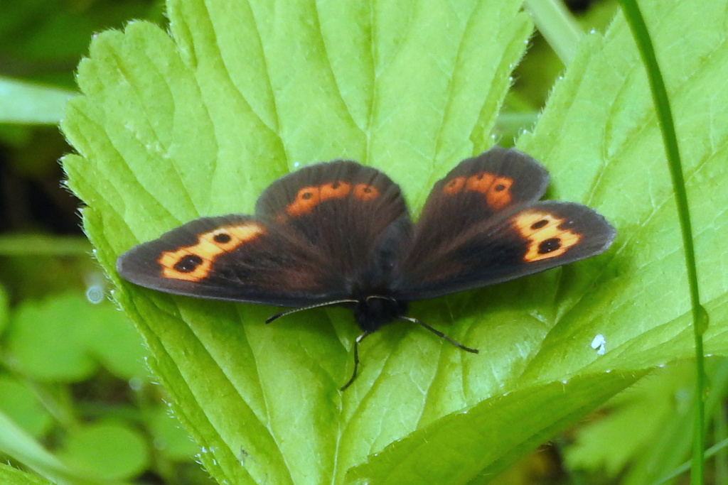 Erebia neriene