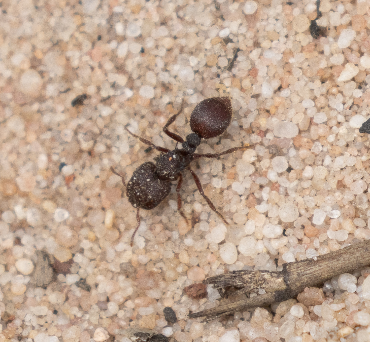Meranoplus snellingi