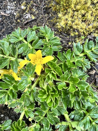Ranunculus oreophytus