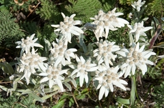 Leontopodium palibinianum