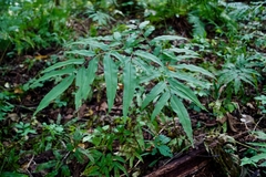 Coniogramme intermedia