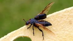 Nicrophorus humator