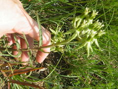 Asclepias eminens