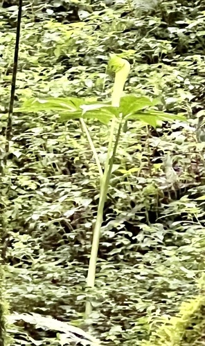 Arisaema mildbraedii