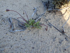 Crassothonna capensis