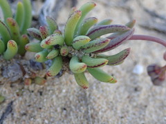 Crassothonna capensis