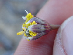 Crassothonna capensis