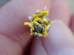 Crassothonna capensis