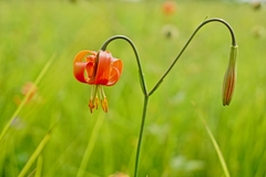 Lilium callosum