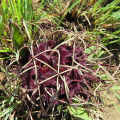 Brachystelma barberae