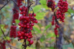 Schisandra chinensis