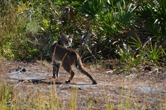 Lynx rufus rufus image