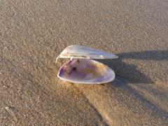 Latona deltoides